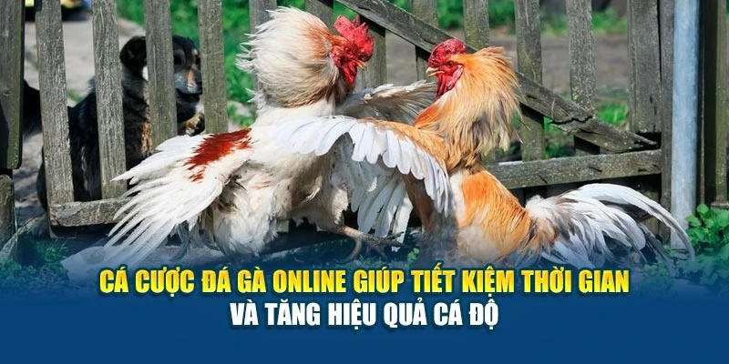 Cách Chơi Đá Gà Cơ Bản - Hướng Dẫn Từ A Đến Z Cho Bạn 6 Cá cược đá gà online giúp tiết kiệm thời gian và tăng hiệu quả cá độ