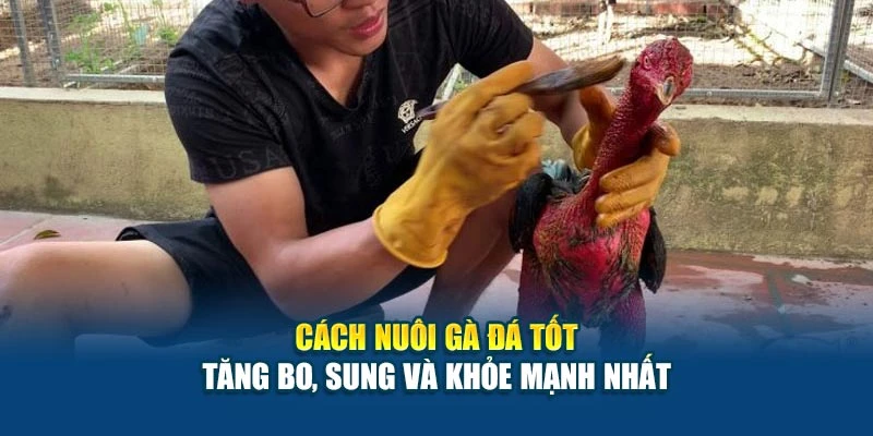Cách Nuôi Gà Đá Tốt - Tăng Bo, Sung Và Khỏe Mạnh Nhất 4 Cách Nuôi Gà Đá Tốt - Tăng Bo, Sung Và Khỏe Mạnh Nhất