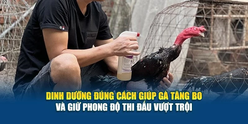 Cách Nuôi Gà Đá Tốt - Tăng Bo, Sung Và Khỏe Mạnh Nhất 6 Dinh dưỡng đúng cách giúp gà tăng bo và giữ phong độ thi đấu vượt trội