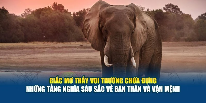 Mơ Thấy Voi Có Ý Nghĩa Gì? - Giấc Mộng Của Sức Mạnh 5 Giấc mơ thấy voi thường chứa đựng những tầng nghĩa sâu sắc về bản thân và vận mệnh