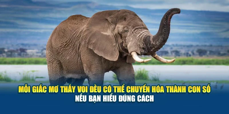 Mơ Thấy Voi Có Ý Nghĩa Gì? - Giấc Mộng Của Sức Mạnh 6 Mỗi giấc mơ thấy voi đều có thể chuyển hóa thành con số nếu bạn hiểu đúng cách